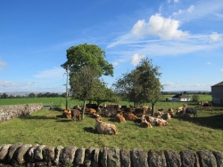 Middleton-Farm-164